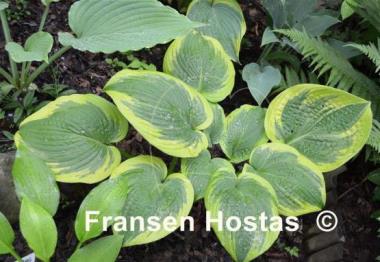 Hosta A Many-splendored Thing