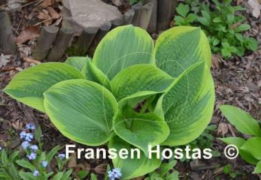 Hosta A Many-splendored Thing