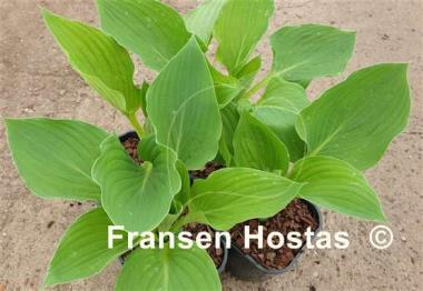 Hosta Aachen by Night