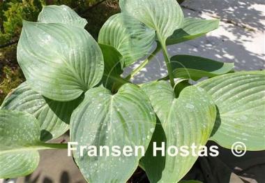 Hosta Aachen by Night