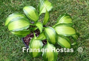 Hosta Abana