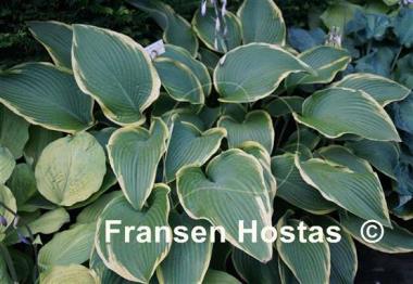 Hosta Abba Dabba Do