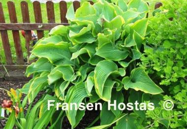 Hosta Abba Dabba Do