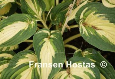 Hosta Abba Irresistible
