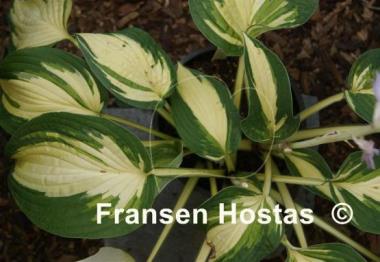Hosta Abba Irresistible