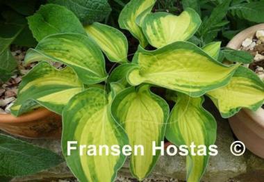 Hosta Abba Irresistible