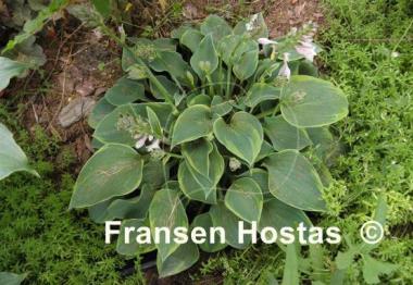 Hosta Abby
