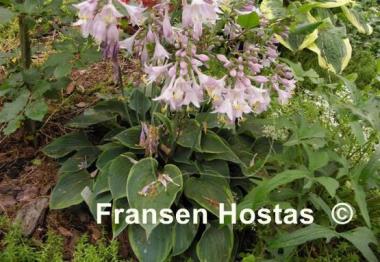 Hosta Abby
