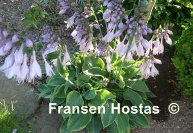 Hosta Abby
