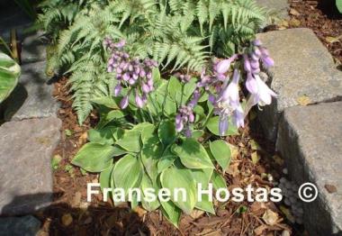 Hosta Abby