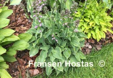 Hosta Abby