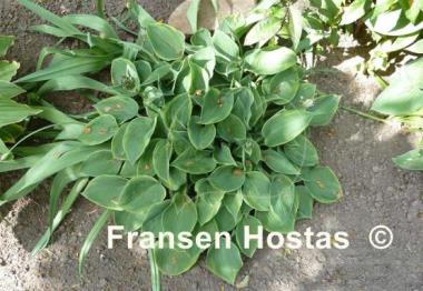 Hosta Abby