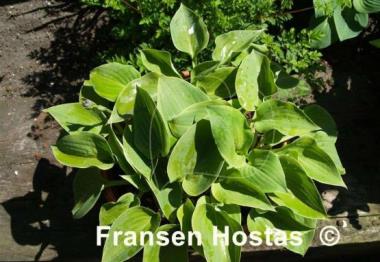 Hosta Abby