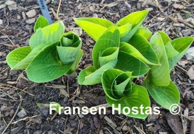 Hosta Abiqua Ariel