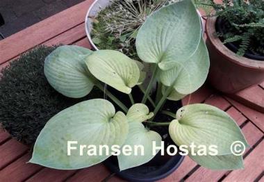 Hosta Abiqua Ariel
