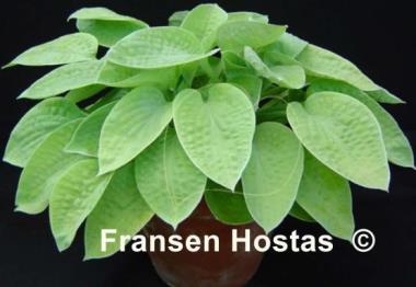 Hosta Abiqua Ariel