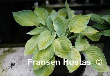 Hosta Abiqua Ariel