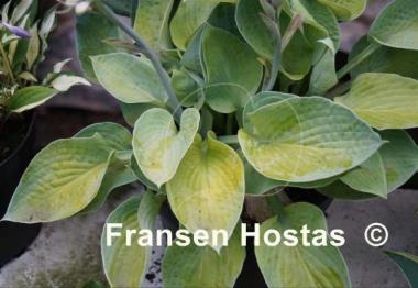 Hosta Abiqua Ariel