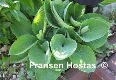 Hosta Abiqua Ariel