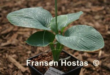 Hosta Abiqua Big Sky