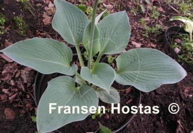 Hosta Abiqua Blue Crinkles