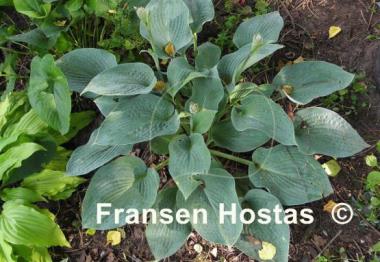 Hosta Abiqua Blue Crinkles