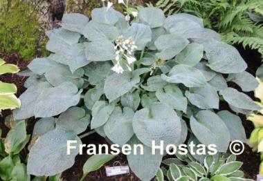 Hosta Abiqua Blue Crinkles