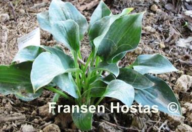 Hosta Abiqua Blue Edger