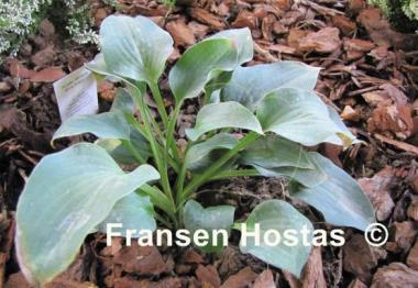 Hosta Abiqua Blue Edger