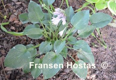 Hosta Abiqua Blue Edger
