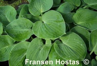 Hosta Abiqua Blue Madonna