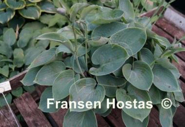 Hosta Abiqua Blue Madonna