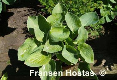Hosta Abiqua Blue Madonna