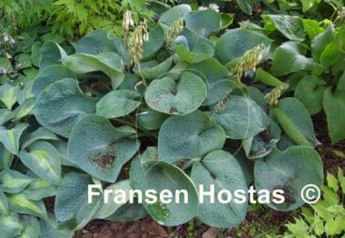 Hosta Abiqua Drinking Gourd