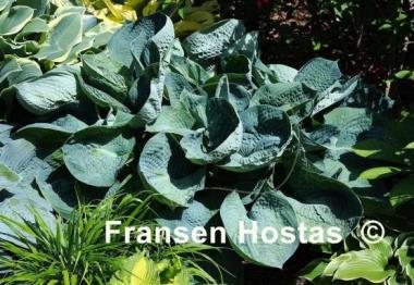 Hosta Abiqua Drinking Gourd