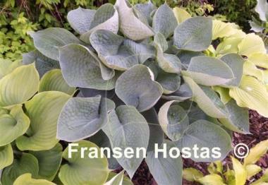 Hosta Abiqua Drinking Gourd