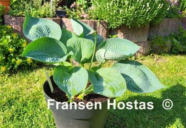 Hosta Abiqua Drinking Gourd