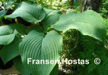 Hosta Abiqua Elephant Ears