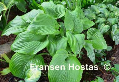 Hosta Abiqua Elephant Ears