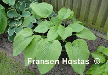 Hosta Abiqua Elephant Ears