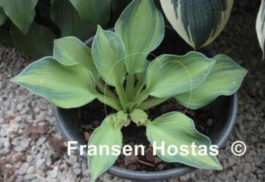 Hosta Abiqua Hallucination