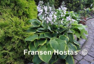 Hosta Abiqua Moonbeam