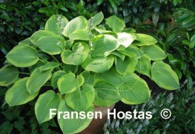 Hosta Abiqua Moonbeam