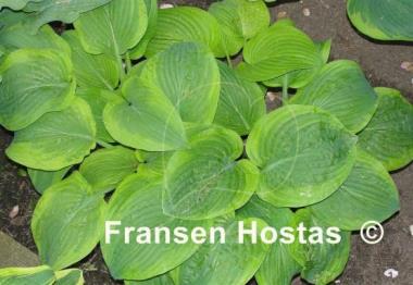 Hosta Abiqua Moonbeam