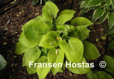 Hosta Abiqua Recluse