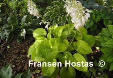 Hosta Abiqua Recluse