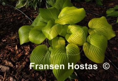 Hosta Abiqua Recluse