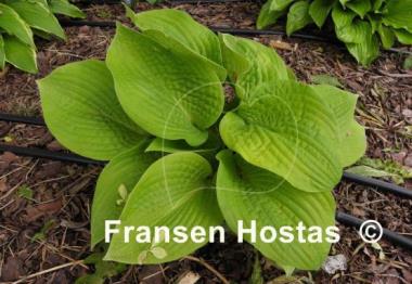 Hosta Abiqua Recluse