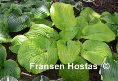 Hosta Abiqua Recluse