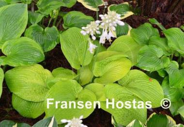 Hosta Abiqua Recluse